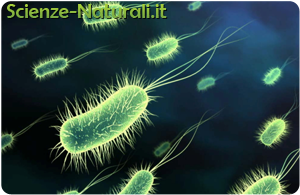 batteri probiotici