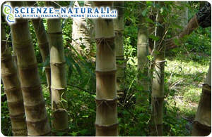 Dendrocalamus asper bambu