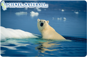 polar-bear polar bear - orso polare