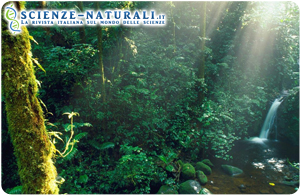 Foresta-pluviale-tropicale-Riserva-Monteverde-Costa-Rica