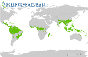 distribuzione-foreste-pluviali-tropicali