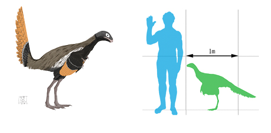 ricostruzione-e-confronto-esemplare-di-Similcaudipteryx