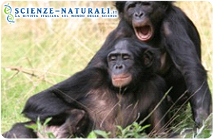 Lo sbadiglio contagioso delle scimmie bonobo è il risultato di una loro abilità empatica, basata forse sul cogliere in maniera inconscia uno stato emozionale espresso da un altro individuo del gruppo, meglio se legato da vincolo parentale o di amicizia.