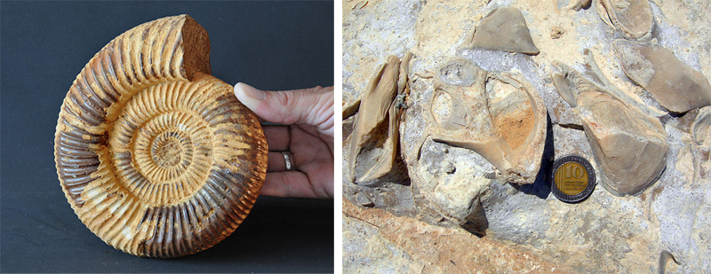 A sinistra: esemplare di ammonite, fossile di organismi estinti nel Mesozoico. A destra: gasteropodi su fondale calcareo del Giurassico (da Wikipedia)