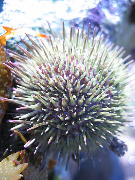  Echinoidi, comunemente noti come “ricci di mare” (da Wikipedia). In basso, immagine 3, il Paracentrotus lividus