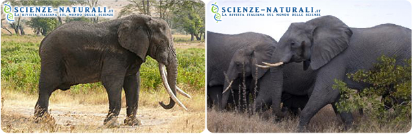 A sinistra: Elefante africano della foresta (Loxodonta cyclotis). A destra: Elefante africano della savana (Loxodonta africana)