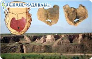 In basso: Panorama del sito di Xujiayao; in alto: vista interna ed esterna degli 11 pezzi di cranio la cui posizione è evidenziata nel disegno del cranio completo (fonte: Erik Trinkaus/ Washington University di St Louis - WUSTL – Sciencedaily)