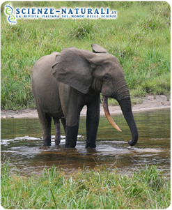 Elefante della foresta del Gabon.