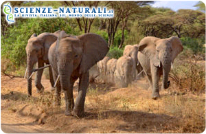 Elefanti nei pressi del lago Manyara (fonte: Sciencedaily)