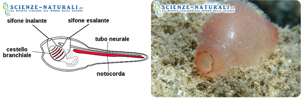   A sinistra.: Schematizzazione di una larva di ascidia; a destra: Ascidia semplice (specie solitaria)