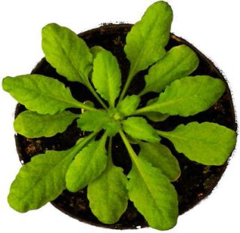 Fig. 2 - Giovane pianta di Arabidopsis thaliana, la preferita dai “plantologi”!