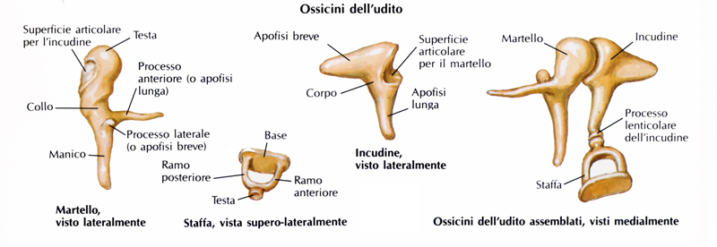 Anatomia della catena degli ossicini dell’udito negli esseri umani moderni (Netter)