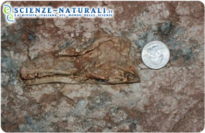 Fossile di giovane esemplare (meno di un anno di età) di un nuovo dinosauro carnivoro del tardo Giurassico rinvenuto in Cina. (fonte: George Washington University, USA)