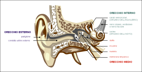 Relazioni funzionali tra orecchio esterno ed orecchio interno.