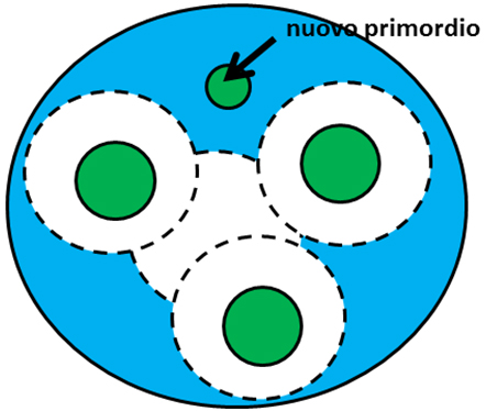 Fig. 5 - La teoria dei campi inibitori rovesciata. Attorno ad ogni primordio è presente un campo inibitore (bianco), dovuto al fatto che manca il segnale attivatore (azzurro).