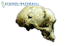 Il cranio di Liang Bua 1 (LB1) in vista laterale destra. (fonte: P.Brown)