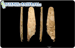 L’osso levigato più completo, rinvenuto durante gli scavi presso il sito Neanderthal di Abri Peyrony, visto da tutte e quattro le angolazioni (fonte: ScienceDaily)