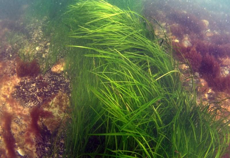 Le eelgrass (Zostera marina) crescono formando cerchi in acque poco profonde al largo della costa baltica  (credit: Ole Pedersen)