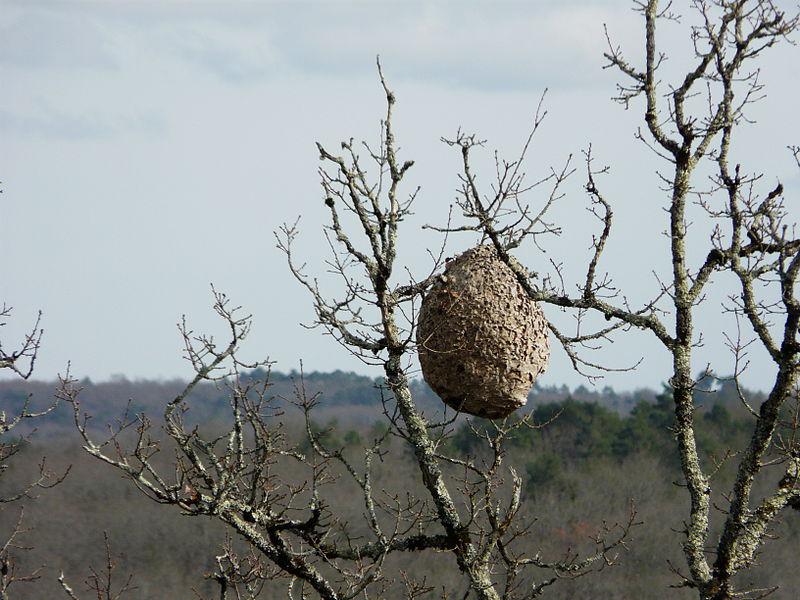 Nido, può ospitare sino a duemila vespe. (Fonte: Wiki Commons)