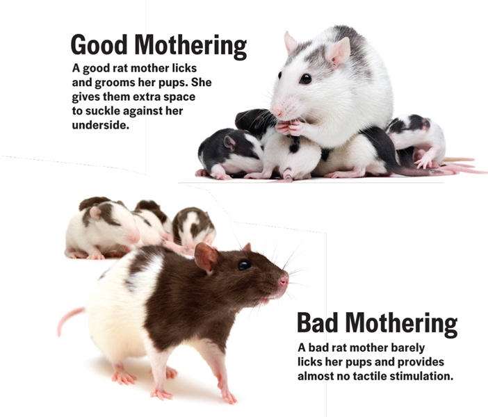 Buone e cattive madri nei ratti (Thinkstock)