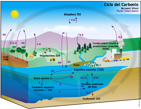 Ciclo classico del carbonio (Fonte Wikipedia) 
