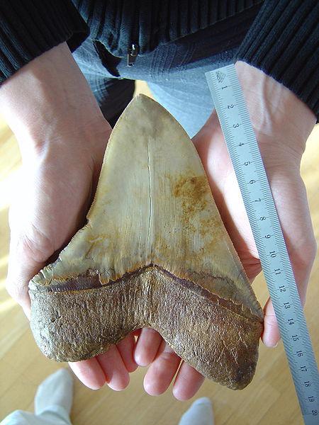 Dente fossile di Megalodonte. Il termine significa “dente gigante” (Fonte Wikipedia) 