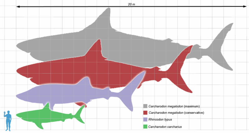 Stima delle dimensioni del Megalodonte comparate a squalo balena e bianco (Fonte Wikipedia)