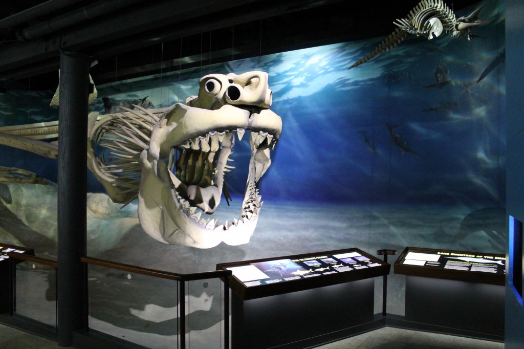 Riproduzione del Megalodonte presso il Museo di Calvert, USA (Fonte: Calvert Marine Museum)
