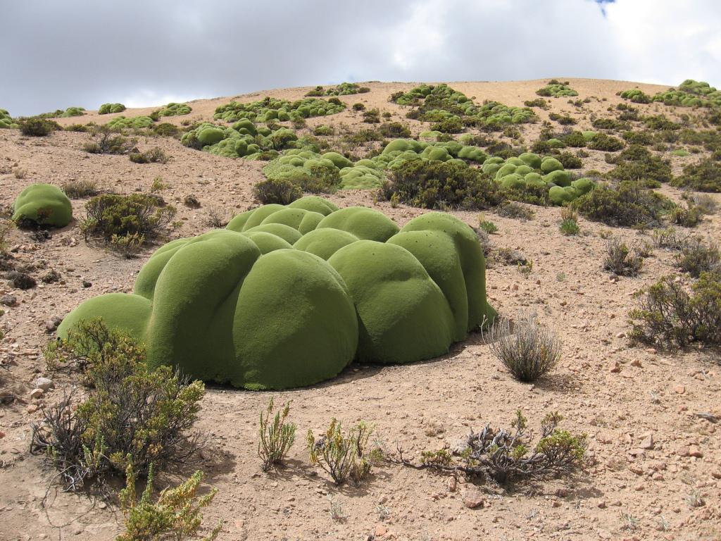 Llareta è una pianta protetta a rischio di estinzione. (Fonte Arcadis Chile)