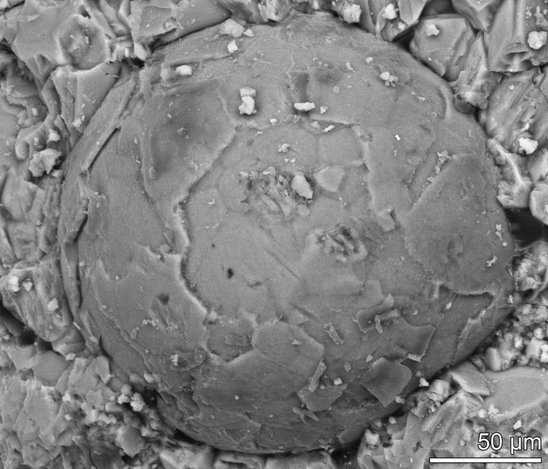 Embrione fossile del Cambriano. La struttura poligonale sulla superficie potrebbe essere indicativa dello stadio di blastula (uno stadio di sviluppo embrionale).Credit: Broce et al.