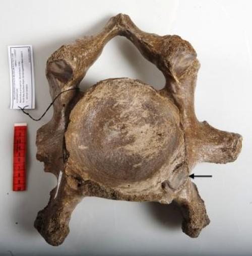Il punto indicato dalla freccia sulla vertebra cervicale fossile di un mammut lanoso è la sede dell’articolazione di una costa cervicale. (credit: Joris van Alphen, Museo di Storia Naturale di Rotterdam)