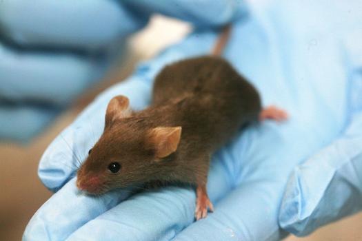 Con una stimolazione chimica è ricresciuto il timo in un topo vivente. (Wikicommons)