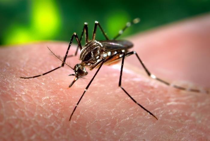 Zanzara Aedes aegypti (Wikipedia)