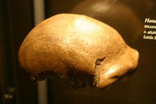 Resti di calotta cranica di Neanderthal, si noti l’arcata sopracigliare. (Wikimedia, Somma 1980)