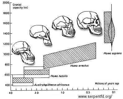 Capacità cranica. Un maggior volume cranico permette più connessioni cerebrali ed un adattamento migliore.