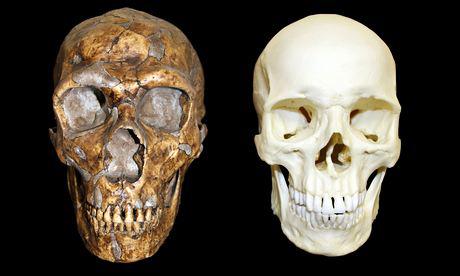 Cranio di Neanderthal (a sinistra) e essere umano moderno (a destra) 