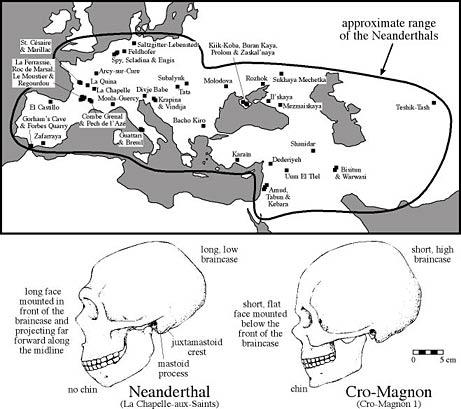 In alto l’areale di diffusione del Neanderthal, la linea superiore identifica anche il limite dei ghiacci. Sotto le differenze dei crani tra Neanderthal e Cro-magnon (sapiens). (Fonte R. Klein)