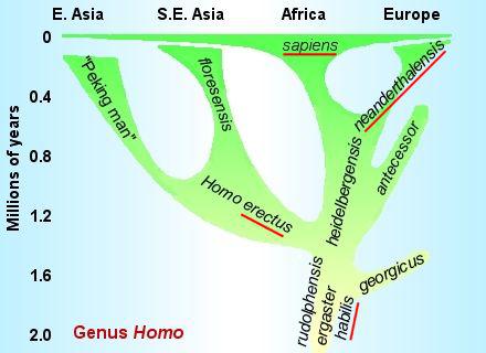 Ulteriore ipotesi evolutiva che vede H. ergaster ed H. habilis progenitori di H. erectus, H. neanderthalensis e H. sapiens.
