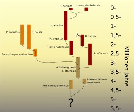 Ipotesi evolutiva in cui H. habilis viene ipotizzato derivante da un ramo evolutivo australopiteco ed H. erectus deriva direttamente da H. ergaster.