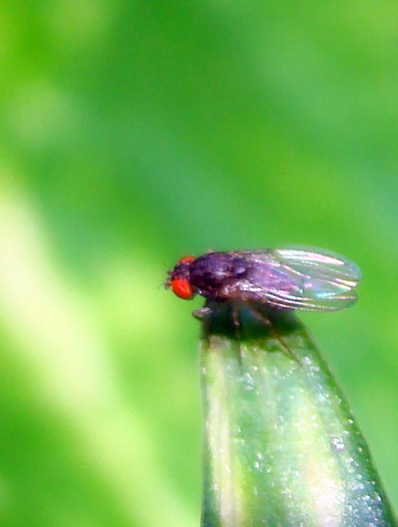 Drosophila hydei (Wikicommons) 