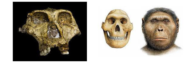 Reperto fossile del teschio di Paranthropus robustus (a sinistra). Ricostruzione del teschio e ipotetiche sembianze di Paranthropus robustus (a destra).