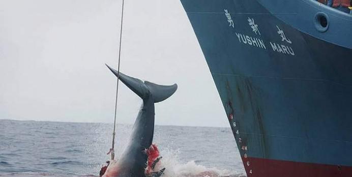 Di molto ridotta la caccia alle balene è ancora permessa per motivi cosiddetti di studio (Fonte EPA). 