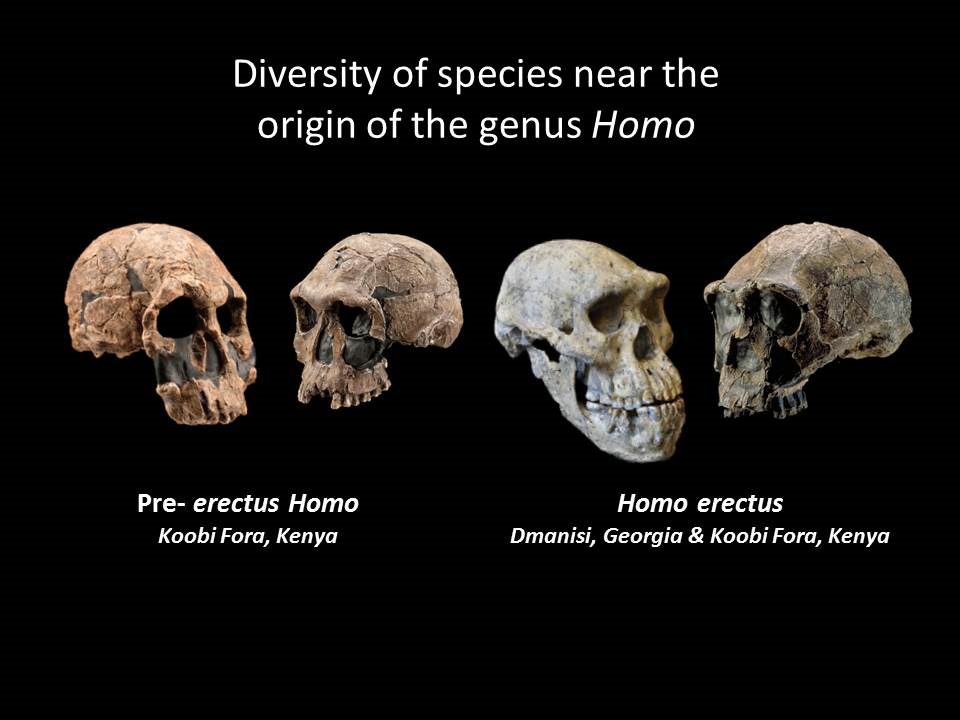 Crani pre-Homo erectus e Homo erectus presentano caratteristiche diverse, indicando che la precoce diversificazione del genere umano consisteva in pratica in un periodo di sperimentazione morfologica (Credit: Smithsonian Human Origins Program)