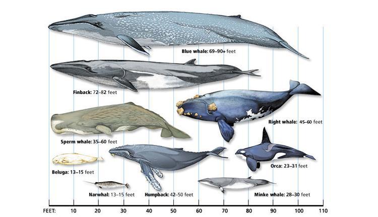 La grande varietà dei cetacei (Credit Smithsonian Institution) 