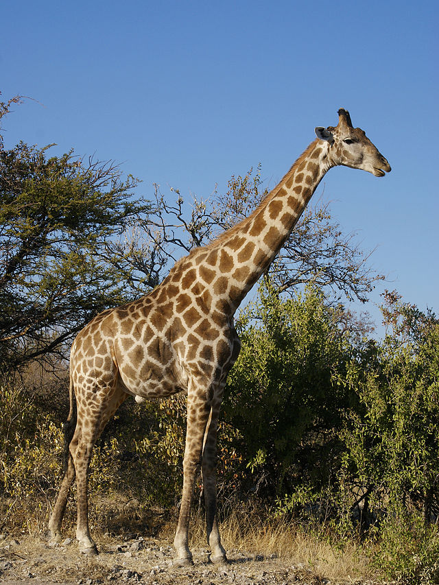 Esemplare di giraffa dell’Angola.