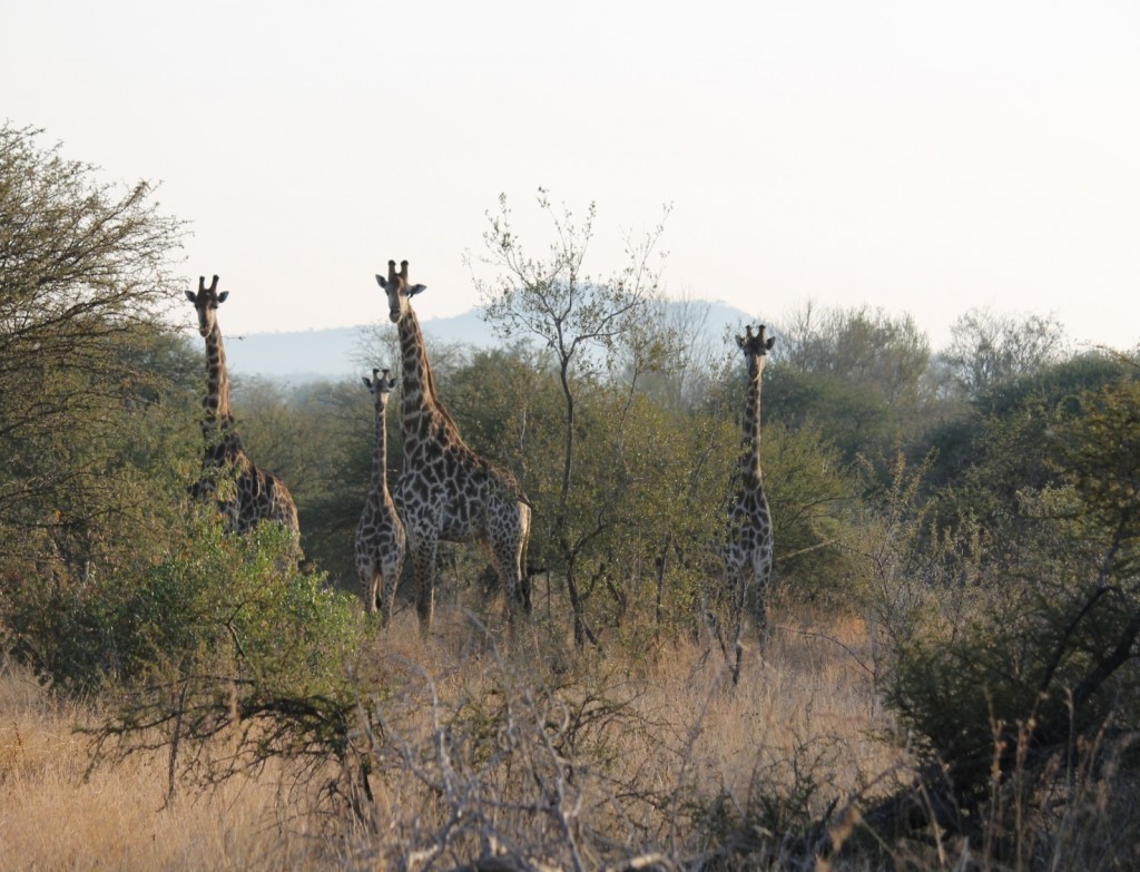 Esemplari di giraffa sudafricana presso Kruger park in Sudafrica. Foto di M.C.Giuditta ed E. Lorenzo