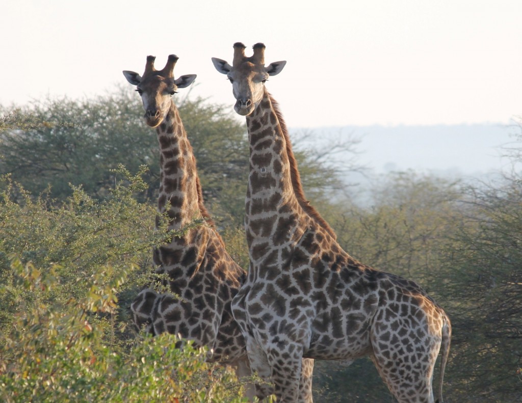 Giraffe sudafricane presso Kruger park in  Sudafrica. Foto di M.C.Giuditta ed  E. Lorenzo.