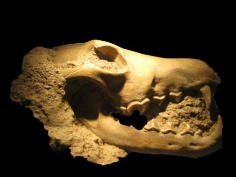 Cranio di un antico canide – credit: Michele Silvestro 