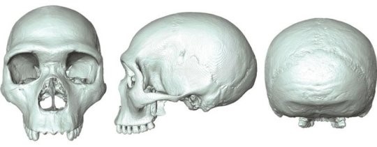 Il fossile virtuale dell’ultimo antenato comune di Homo sapiens e Neanderthal (credit: Aurélien Mounier)