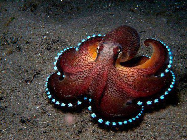 coconut-octopus-1